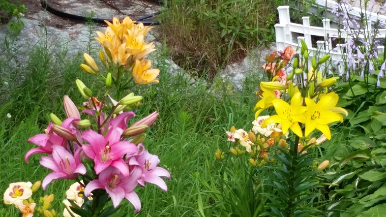 Lilies in the lower cottage garden